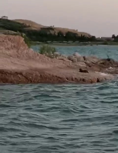 Adıyaman’da su samuru görüldü
