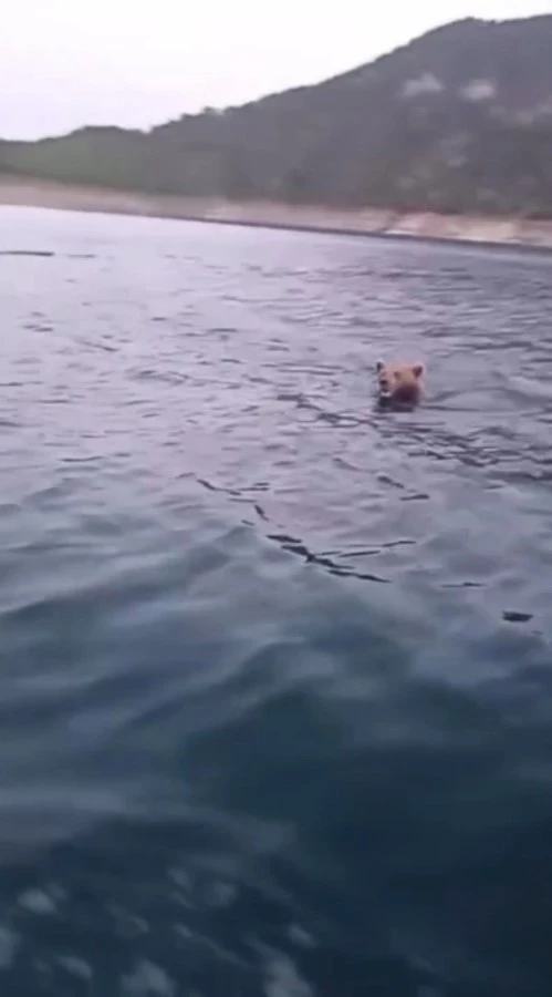 Sinop’ta yüzen ayı kameralara yansıdı
