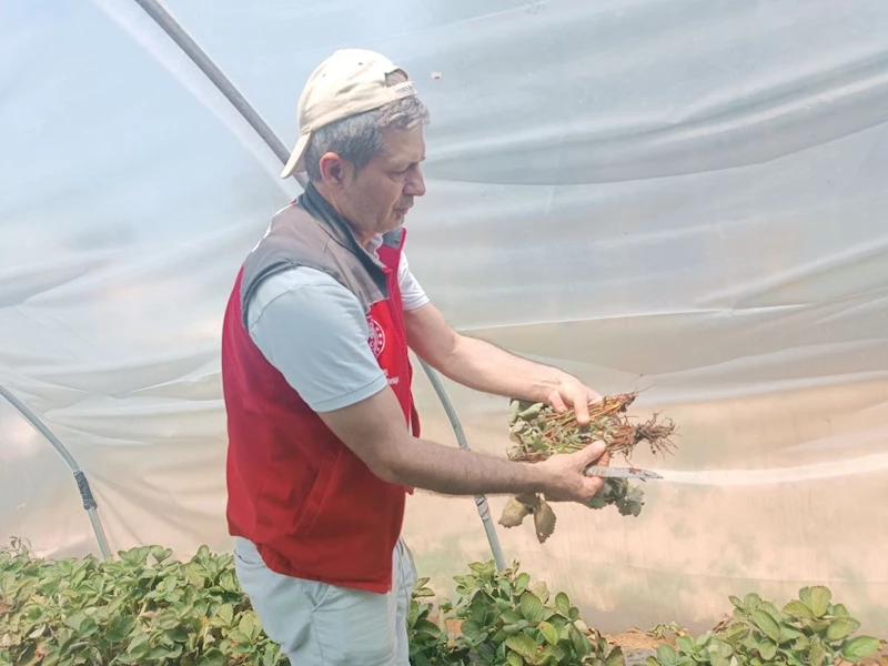 Menteşe’de çiftçilere hastalık ve zararlı kontrolü desteği
