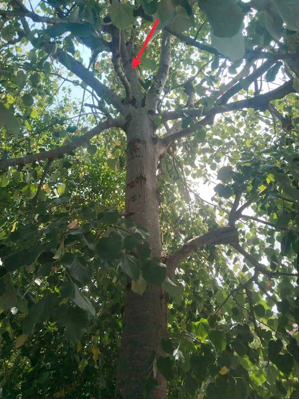 Ihlamur ağacından düşen kadın  yaralandı
