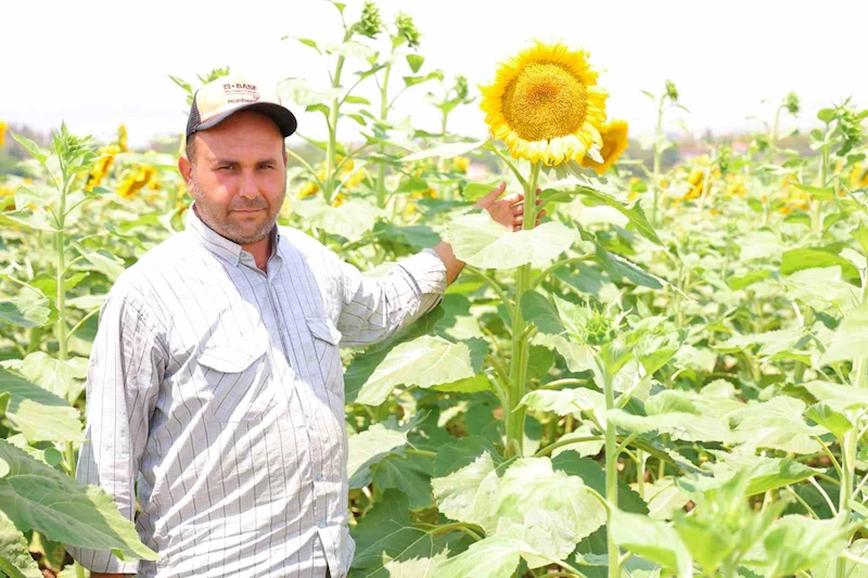 Sarının en güzeli: Ayçiçeği tarlaları görsel şölen sunuyor
