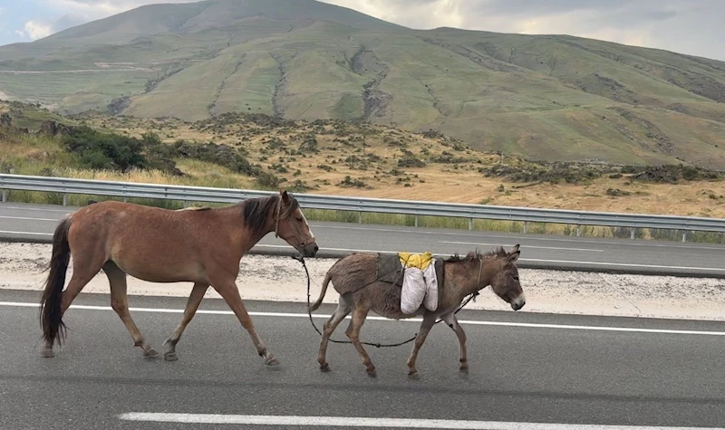Iğdır’da sürüden ayrılan at ve eşek trafiği tehlikeye düşürdü
