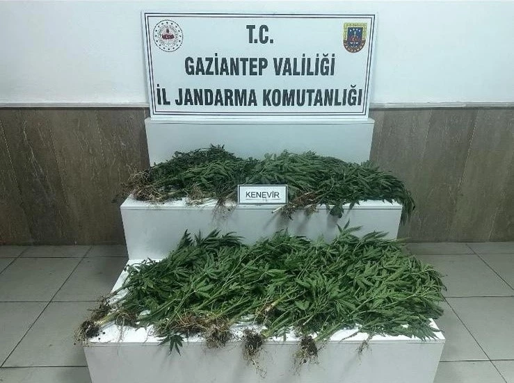 Gaziantep’te 403 kök kenevir ele geçirildi: 14 gözaltı
