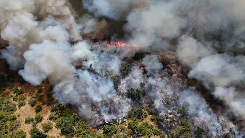 Edirne’de orman yangını
