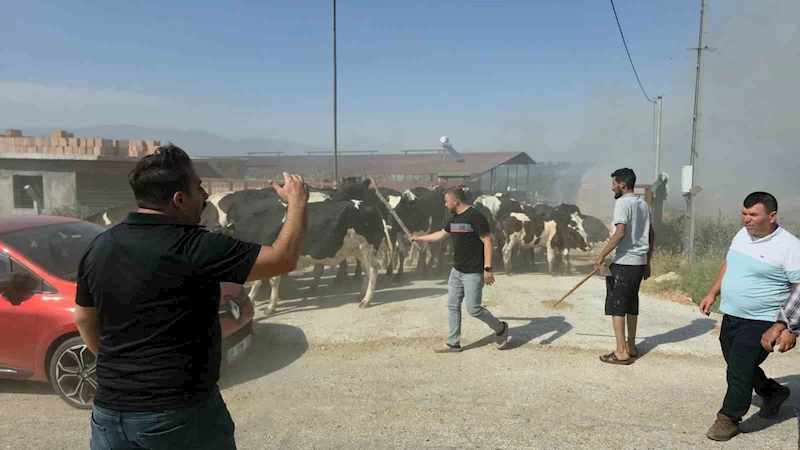 Tire’de makilik alandaki yangın köye sıçradı, bazı evler ve damlar küle döndü
