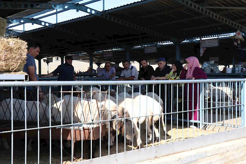 Denizli’de kurbanlıklar alıcılarını bekliyor
