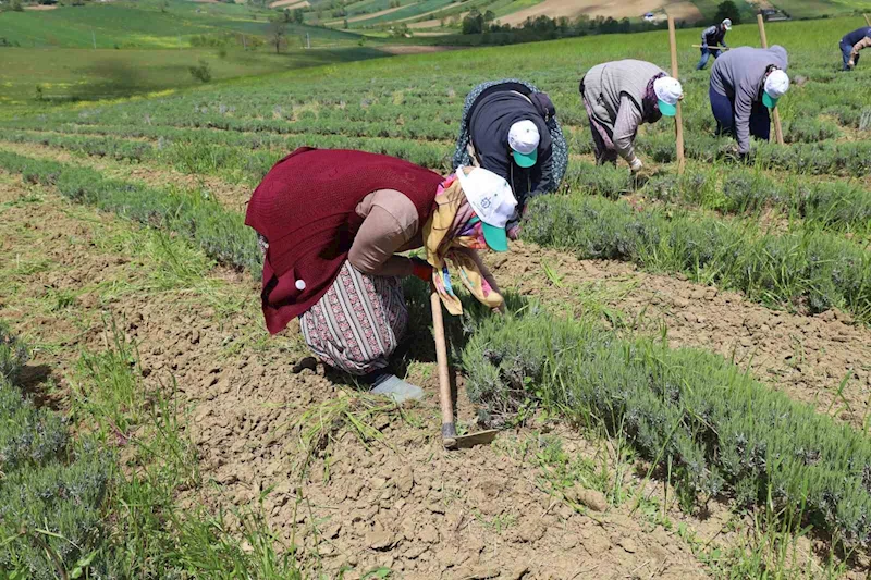 Tıbbi ve aromatik bitkilerin bahar temizliği yapılıyor
