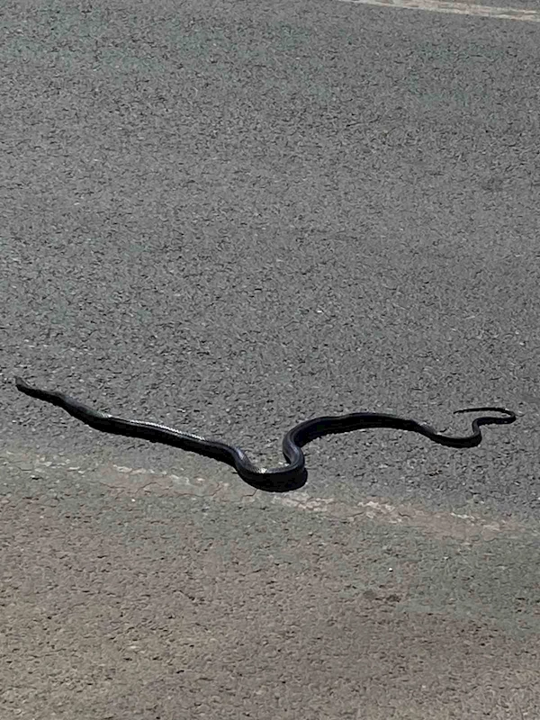 Karayılan yoğun trafiğin arasında telef oldu
