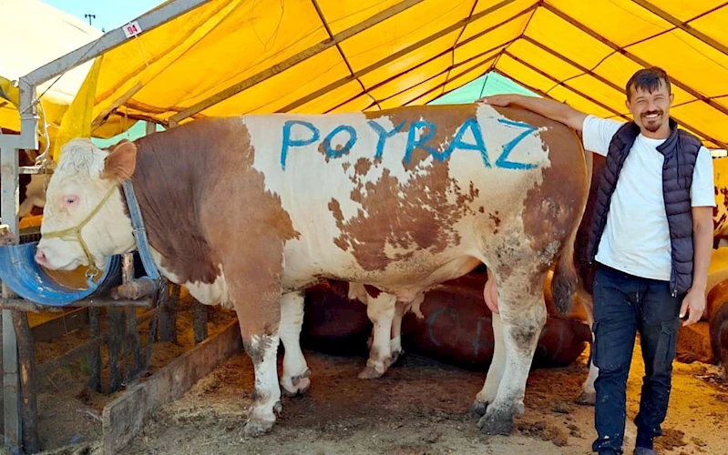 Pazarın ağır abisi 