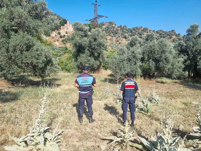 Ormanlık alanda mangal yakan 2 kişi yakalandı
