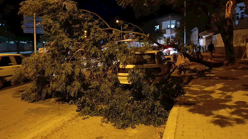 Park halindeki otomobilin üzerine ağaç devrildi
