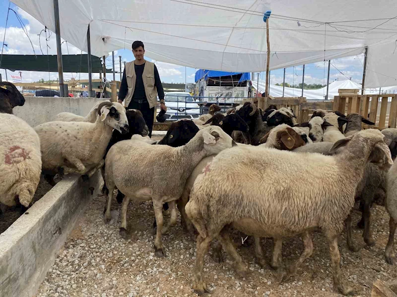 Konya’da kurban satıcıları yarını bekliyor
