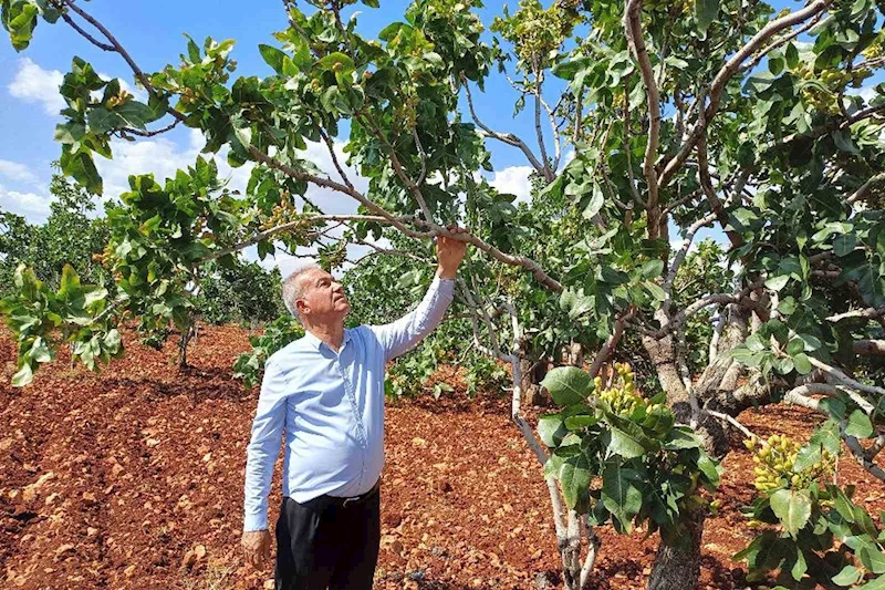 Antep fıstığı rekoltesinde yüzde 50 düşüş bekleniyor
