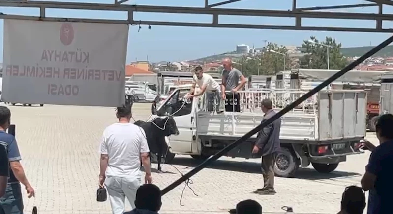 Kaçan kurbanlık ekipleri harekete geçirdi

