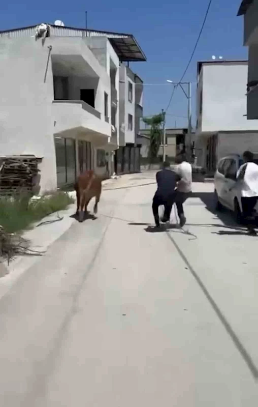 Bursa’da dana ipi kopardı, şehirde mini maraton başladı
