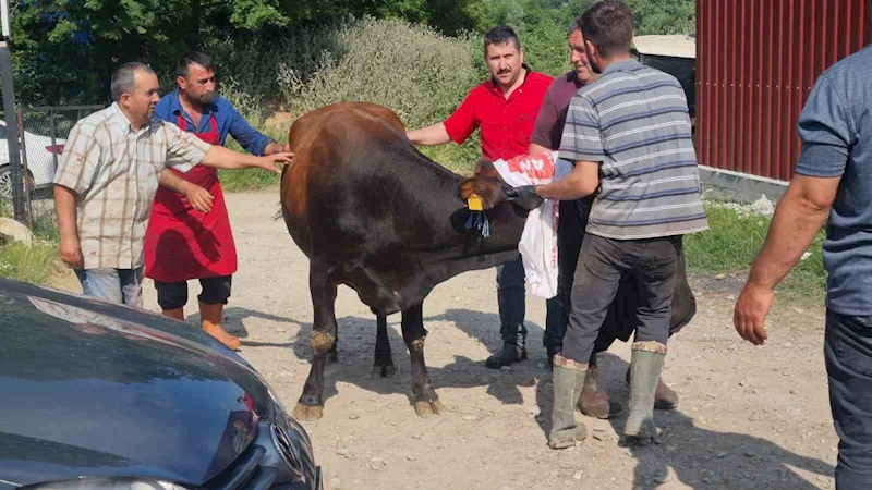 Sinop’ta kurbanlık kaçtı, köyde kısa süreli panik yaşandı
