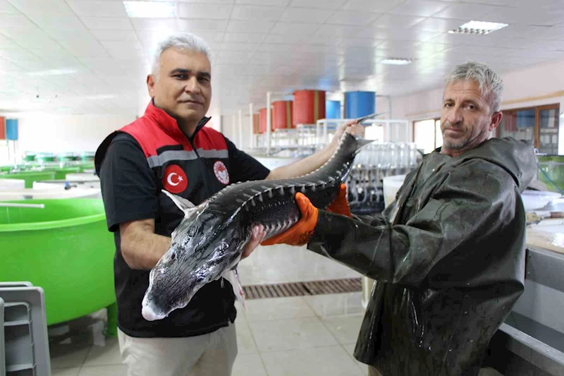 Nesli tehlike altındaki sivriburundan sadece 150 tane kaldı, Amasya’da 100 bin yavru balık üretimi planlanıyor
