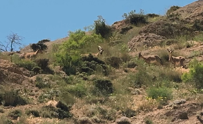 Yüksekova’da dağ keçileri görüntülendi

