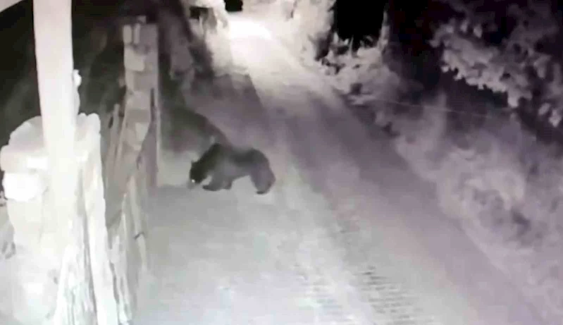 Köye inen ayı güvenlik kamerasına yansıdı
