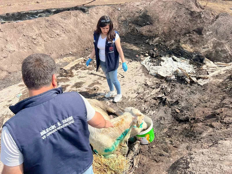 Bilecik’te acı bilanço ortaya çıktı
