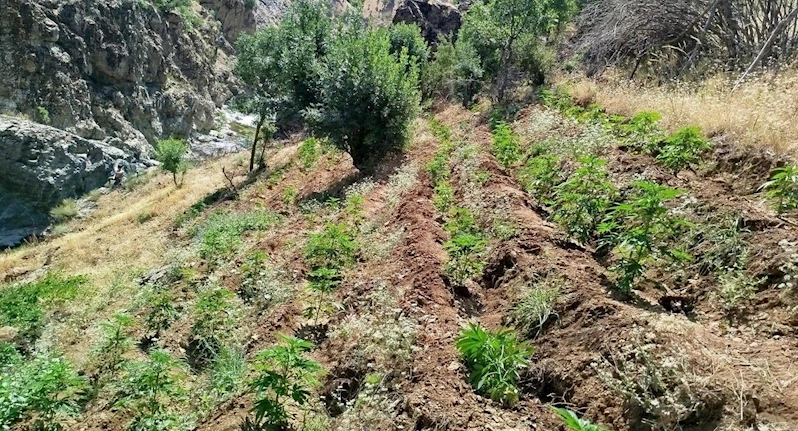Bingöl’de uyuşturucu operasyonu
