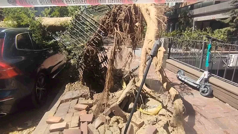 Şişli’de park halindeki araçların üzerine ağaç devrildi
