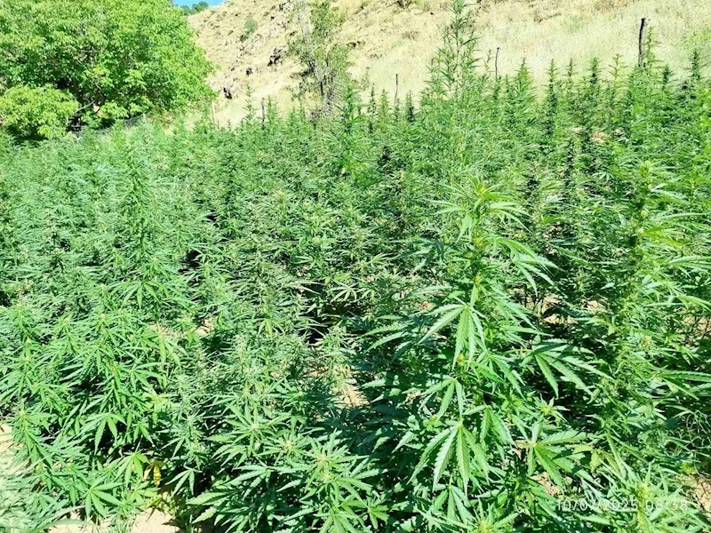 Bingöl’de  bin 400 kök kenevir bitkisi ele geçirildi
