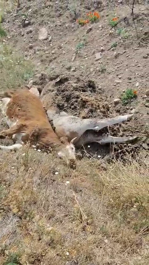 Karabük’te 3 inek şap hastalığından telef oldu
