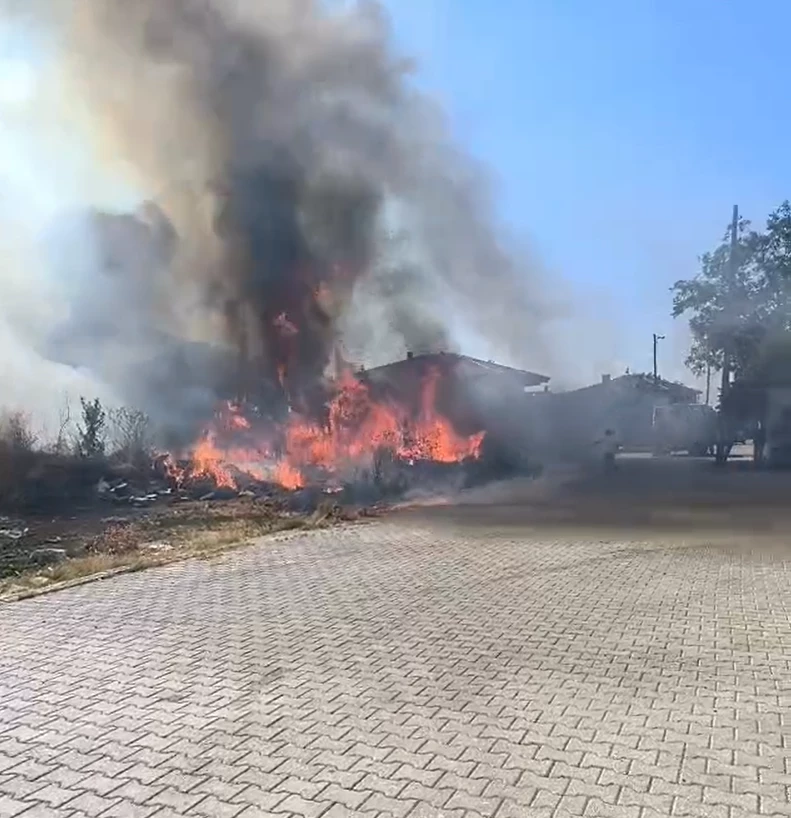 Yalova’da zeytinlikte yangın
