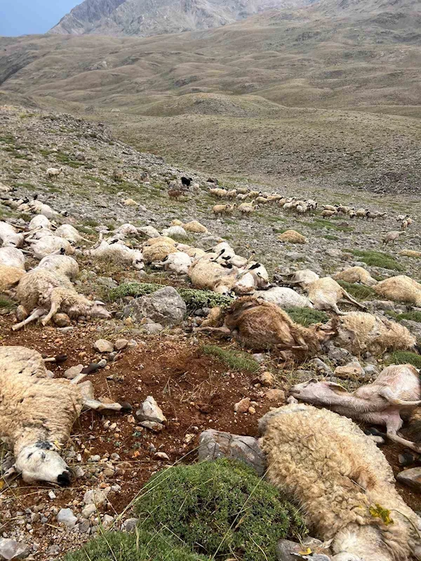 Tunceli’de yıldırım isabet eden 200 koyun telef oldu
