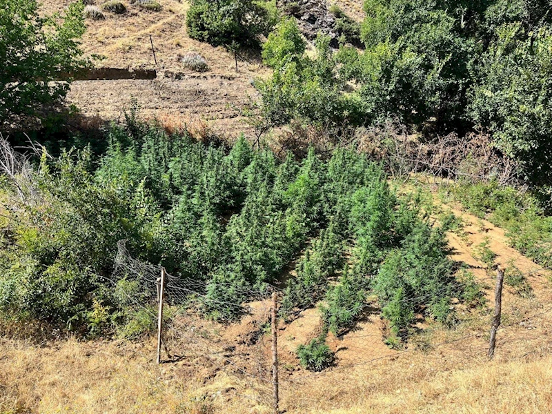 Bingöl’de bin 651 kök kenevir bitkisi ele geçirildi
