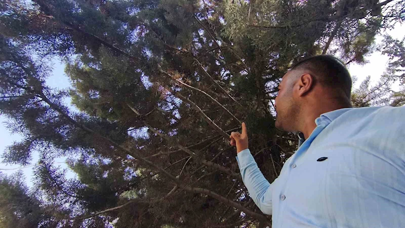 Ağaç gölgesinde ürküten manzara, fareyi yutmaya çalışan yılanla göz göze geldi
