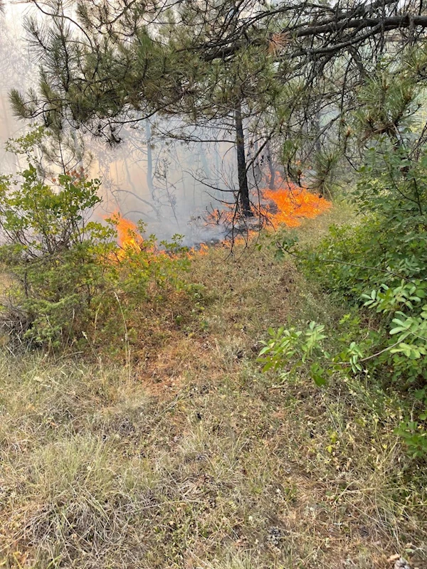 Karabük’te ormanlık alanda örtü yangını
