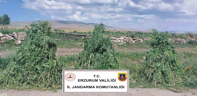 Erzurum’da 401 bin 676  kök kenevir imha edildi
