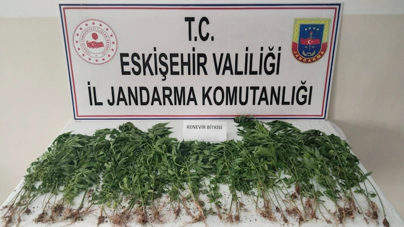 Eskişehir’de kamu arazisine kenevir eken şahıs suçüstü yakalandı
