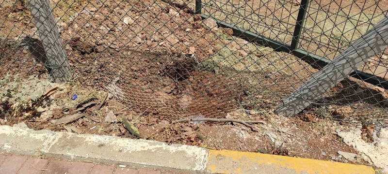 Harran Üniversitesinde başıboş köpekler koruma altındaki ceylanları parçaladı

