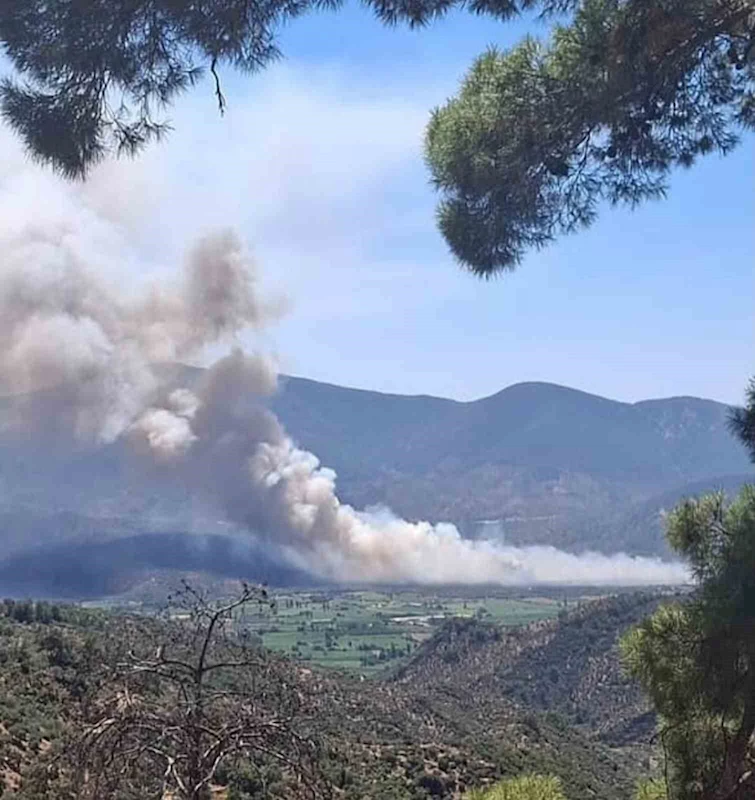 Milas Pınarcık’ta makilik ve zeytinlik alan yangını
