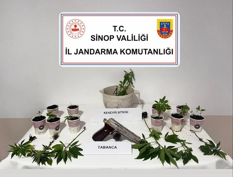 Sinop’ta jandarmadan kenevir operasyonu: 4 şüpheliye adli işlem
