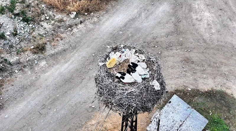Leylek ailesi uyurken görüntülendi

