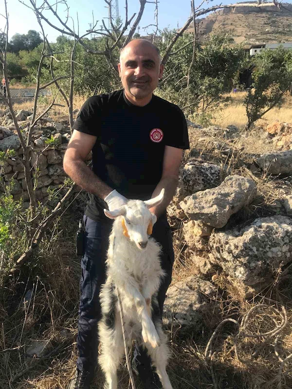 Mardin’de kuyuya düşen keçi kurtarıldı
