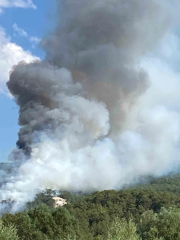 Bolu’da orman yangını
