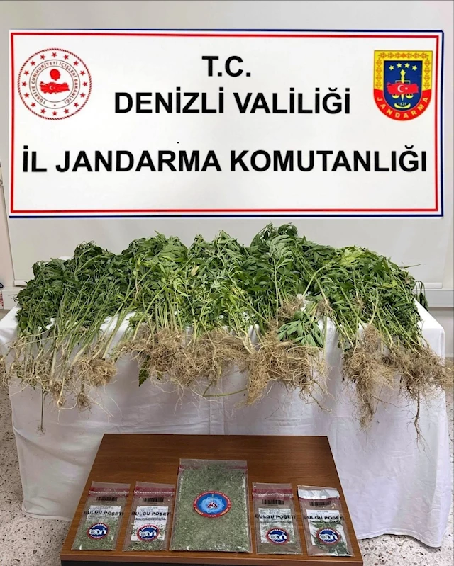 Denizli’de 343 kök Hint keneviri ele geçirildi
