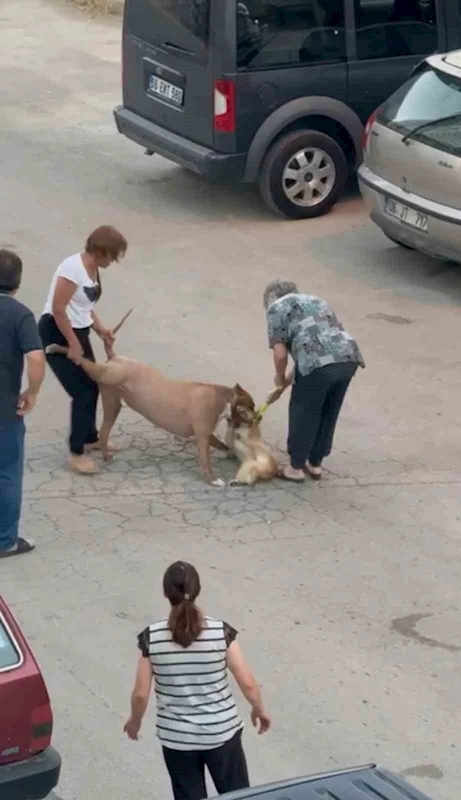 Ağızlıksız dolaştırılan pitbull, hem köpeğe hem de kendi sahibine saldırdı
