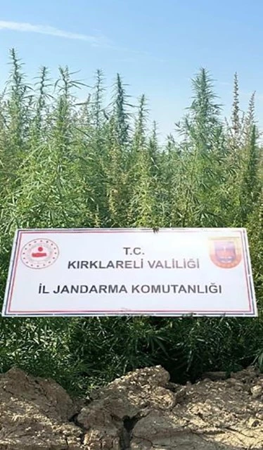 Kırklareli’nde 102 bin kök kenevir ele geçirildi
