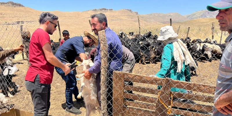 Şırnak’ta küçükbaş hayvanların küpe ve aşıları yapıldı
