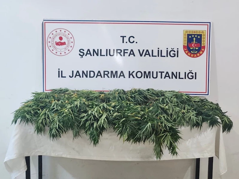 Şanlıurfa’da uyuşturucu operasyonu: 2 gözaltı
