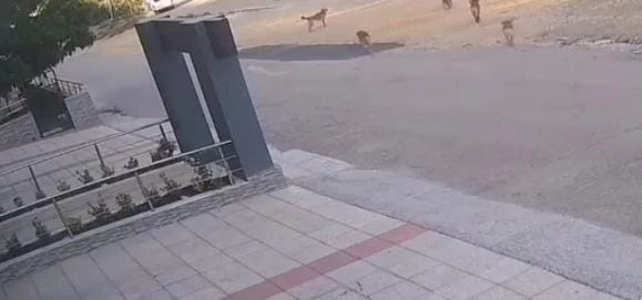 Bursa’da köpek saldırısından son anda kurtuldular
