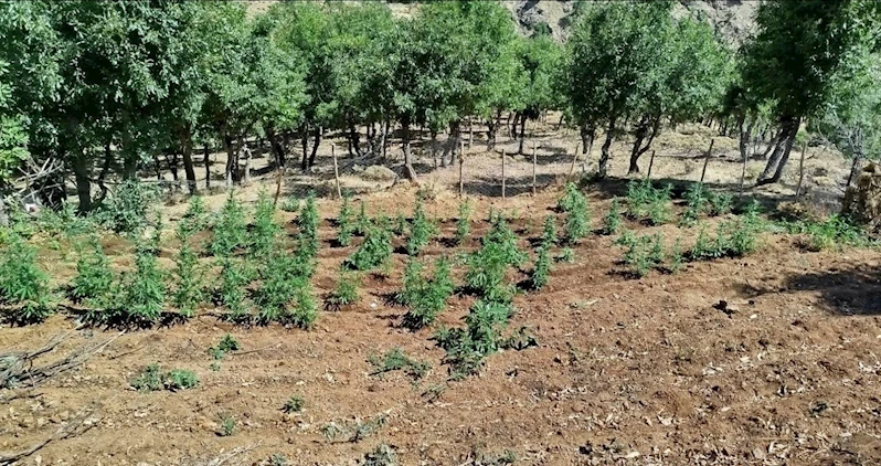 Bingöl’de 8 bin kök kenevir bitkisi ele geçirildi
