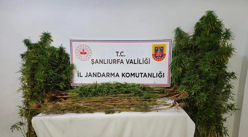 Şanlıurfa’da 15 adrese uyuşturucu operasyonu: 15 gözaltı

