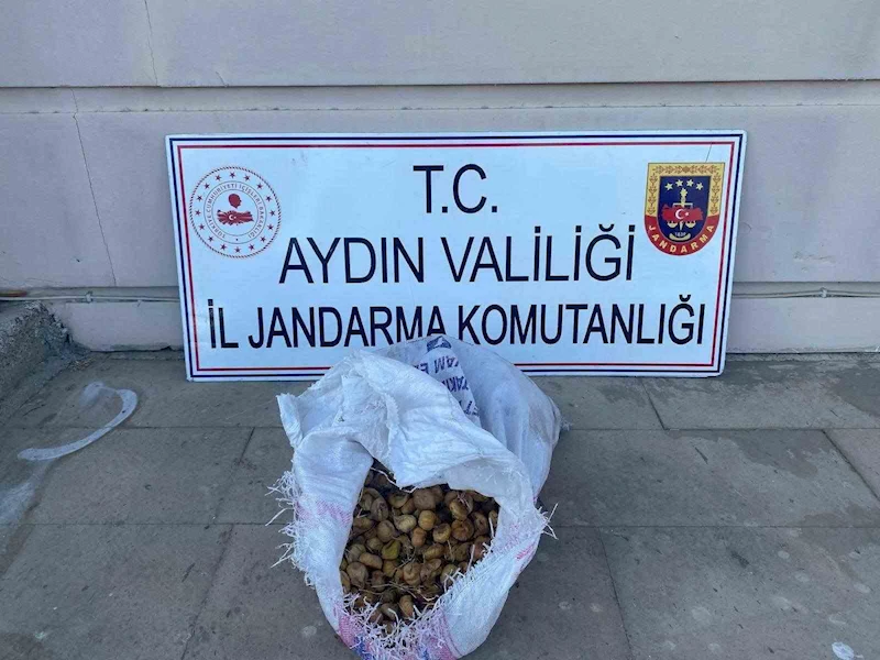 Bahçeden 50 kilo incir çalan şüpheliler jandarmadan kaçamadı

